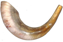 Load image into Gallery viewer, Natural Ram Horn polished SHOFER SHOFAR שופר של איל
