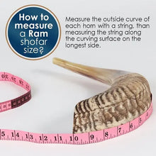 Load image into Gallery viewer, Natural Ram Horn polished SHOFER SHOFAR שופר של איל
